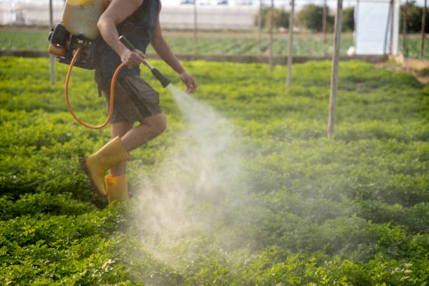 Professional Pest Control in Walnut Cove, NC